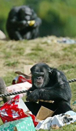 La manera en que está organizado su hábitat en el parque permite estudiar los patrones de comportamiento de los chimpancés.