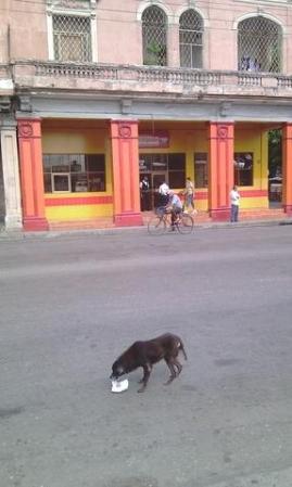 Calle Infanta. (perro hambriento).