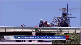 Brutal ataque de perros a cartera de Miami