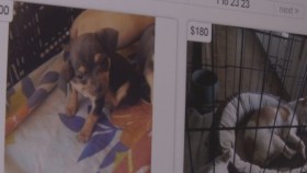 Tragedia en tienda de animales de Miami