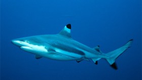 Tiburón les da tremendo susto