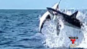 Estudiantes enganchan tiburón blanco