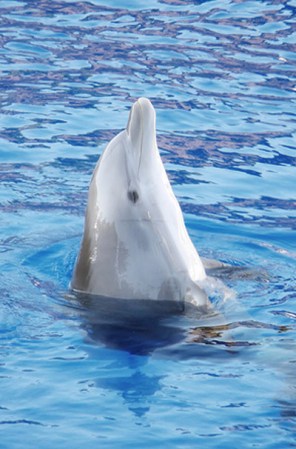 El CICI es un parque acuático en donde pasarás un rato muy agradable asistiendo a sus shows de lobos marinos y delfines. Es el lugar donde niños y adultos se divierten por igual, ya que cuenta con albercas infantiles, toboganes espectaculares y otras atracciones.