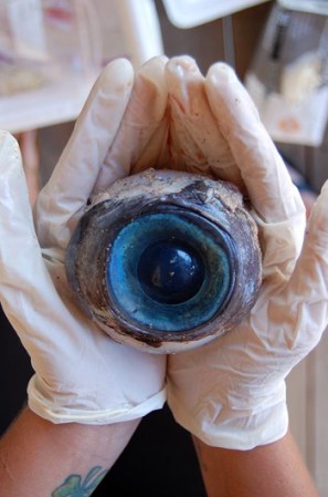 El ojo fue entregado a la Comisión de Vida Silvestre de Florida y tras los analisis correspondientes se ha determinado que es de un pez espada.
