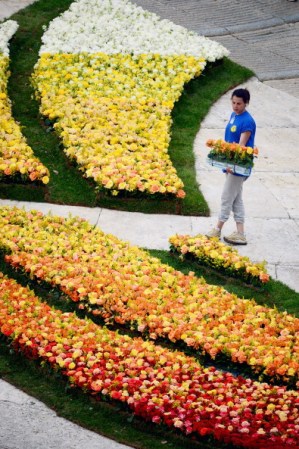 VATICAN CITY, VATICAN - APRIL 26: Flowers are prepared outside the Basilica in Saint Peter's Square on April 26, 2014 in Vatican City, Vatican. Dignitaries, heads of state and royalty from across the world gather at the Vatican for tomorrow's canonisations. The late Pope John Paul II and Pope John XXIII will be canonised on April 27th inside the Vatican with 800,000 pilgrims from around the world that are expected to attend. (Photo by Jeff J Mitchell/Getty Images)