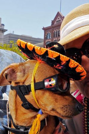 Hasta a las mascotas les toca disfrazarse. ¡Sobre todo si es de la raza chihuahua!