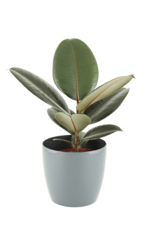 Los contaminantes de la calle pueden llegar facilmente a nuestro hogar, plantas como el Ficus Robusta, ayudan a mantener el aire más puro.