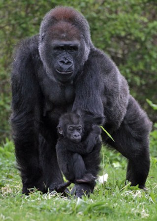 VIERNES 4 DE MAYO: El bebé gorila Kukena se agarra fuerte de su mamá en el zoo Gorilla Island de la ciudad de Bristol, Inglaterra, y que se encarga de cuidar especies en extinción.