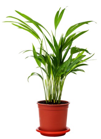 La Palma de Areca además de limpiar el aire tiene muchas propiedades curativas.