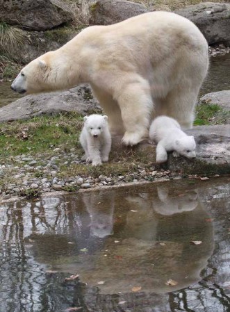 Los inquilinos más tiernos del zoológico.