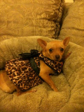 Shakira mi bebe perrita