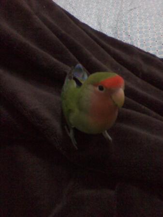 ESTA ES PEACHES
