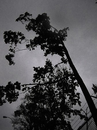 Nubes oscuras en el Bronx Zoo