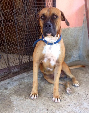 Tico