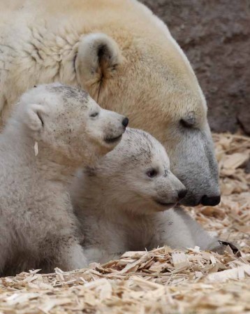 Los inquilinos más tiernos del zoológico.
