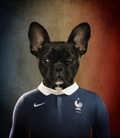 Bulldog Francés, Francia