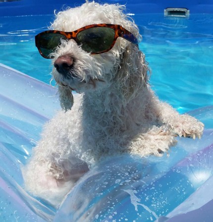Le gusta el sol y la piscina se llama papi