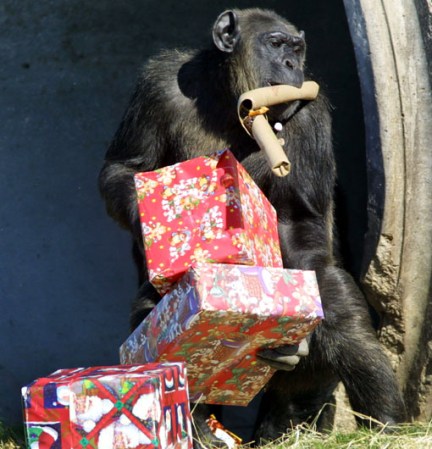 398938 04: A chimpanzee unwraps Christmas presents that were delivered by Santa Claus December 21, 2001 at the Lion Country Safari in West Palm Beach, Florida. The annual event of giving gifts to the chimps, which include stuffed animals, balls, and food that have been wrapped by volunteers, hopes to provide them with enrichment and entertainment during the holiday season. (Photo by Joe Raedle/Getty Images)