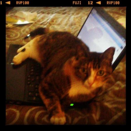 Mishu <br /> ¿Quieres compartir fotos como estas? Hazlo aquí <br />