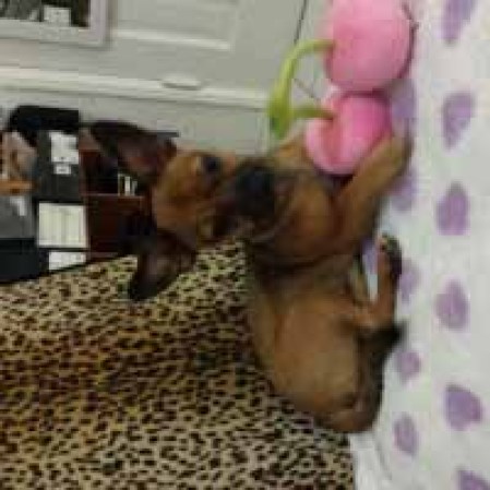 Ella es Lolita una rescatadita muy dinamica he aqui fotos de ella