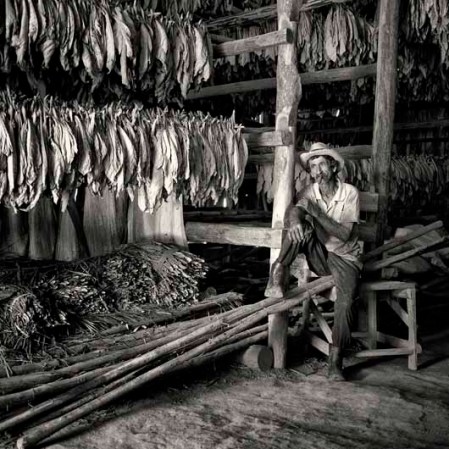 18 DE ENERO: Un tabaquero posa frente a un secadero en una vega de tabaco. Los habanos cubanos aún son los tabacos más famosos del mundo.