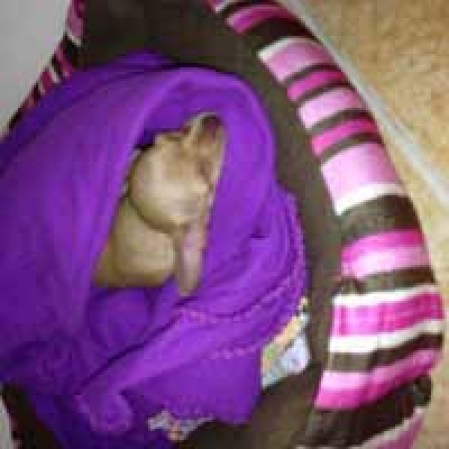 Ella es Marie es mi Chihuahua es muy mimada me encanta comer chuletas de perrito y que mami la chiquee.
