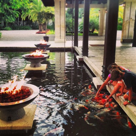 Casa de plantación, un espacio especial para alimentar peces Koi.