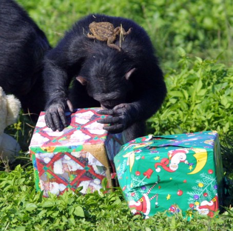 En la época navideña, el Lion Country Safari ha llevado la experiencia de ver a los chimpancés a otro nivel, al llevarles obsequios envueltos.