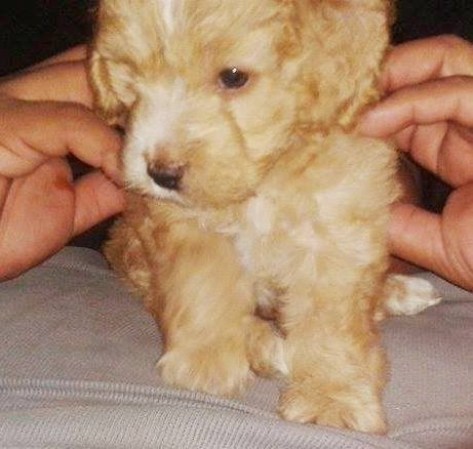 Aquí le envió una foto de mi mascota mas preciada que amo mucho se llama Tito.