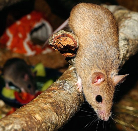 Hantavirus, trasmitido por ratones.