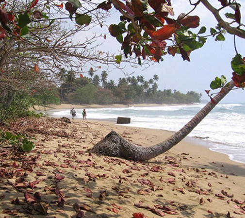 ¿Te gustan las playas que se funden con la vegetación? Entre los municipios de Puerto Rico, el de Rincón es uno de los que posee las playas más populares con estas características.