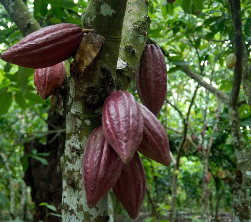 Cacao.
