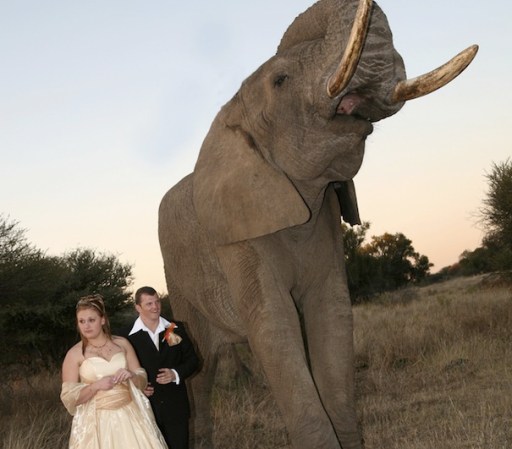 1. SÉ REALISTA: Una cosa es cómo se ven las bodas de revista con unas hermosas fotos al aire libre y otra es cómo son en realidad, si vives en un lugar donde los veranos tienen temperaturas soportables puedes considerar hacer tu boda al aire libre, pero si vives en un lugar desértico en donde se pueden sobrepasar los 40 grados centígrados en la tarde, es mejor que te decidas por hacerla en un salón con aire acondicionado.