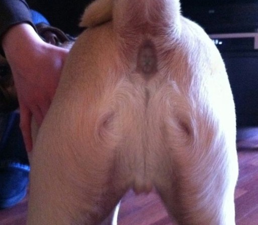 Así es compañeros… algunas personas creen que la imagen de Jesucristo se apareció nada más y nada menos que en el orificio trasero de un perro.