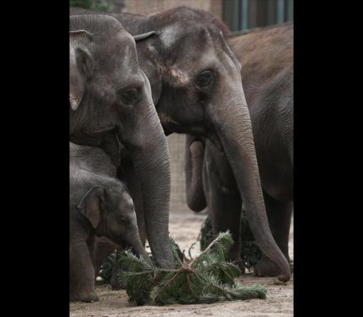 Agregó que a "los animales les encanta. Para ellos, la cena de Navidad está empezando ahora".<br /><br /><br /><br />Fuente: AP