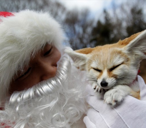SURCOREA - Santa posa con un curiosito zorro de fénec.