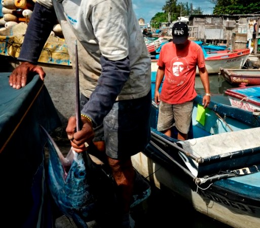 Pescadores atrapan un marlin.