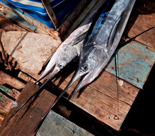 Pescando marlin es la manera como muchos pescadores subsisten en Cuba.