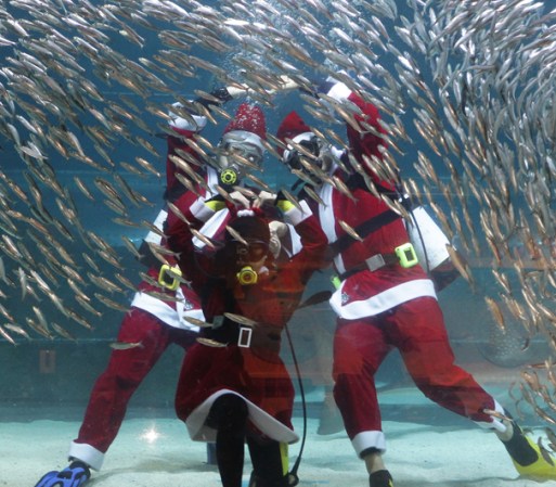 Aquí vemos a tres Santas divirtiéndose bajo el agua rodeados de sardinas.