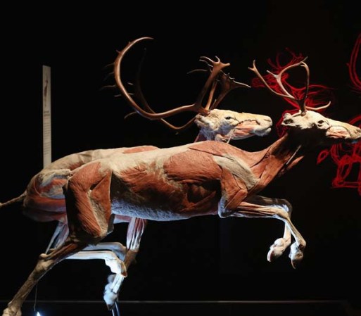Que gracias a la plastinación de Gunther von Hagens, se pueden ver la anatomía de más de 100 animales.