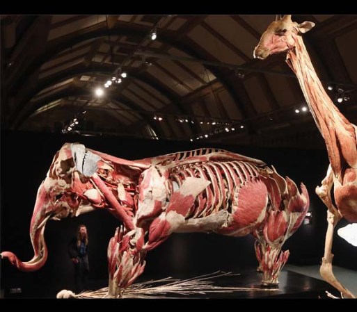 Una visión de los músculos de un elefante y una jirafa.