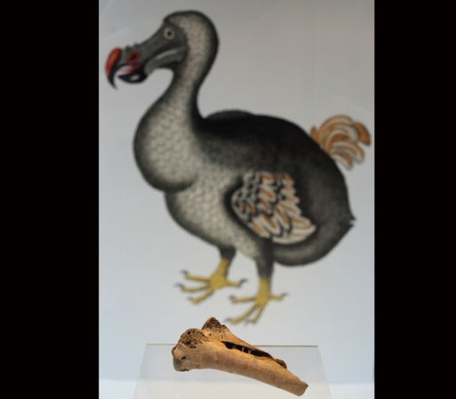 El pájaro "Dodo", cuyo nombre científico es "Raphus cucullatus", oriundo de las Islas Mauricio, en Madagascar fue un ave que jamás pudo volar. Era una especie de paloma gigante, "rechoncho" y hambriento todo el tiempo. Existió hasta 1681, aproximadamente.