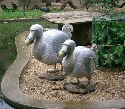Los "Dodos" se dejaban atrapar con facilidad, de ahí su fama de pájaros tontos. Los lugareños en las Islas Mauricio, cuentan que los demás animales cerdos, ratas, perros y gatos se alimentaban de sus huevos, acabando así con su descendencia.