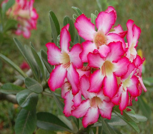 La flora local es tan hermosa como su fauna.