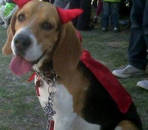 <br /> ¿Quieres enviar la foto de tu mascota? Hazlo aquí <br />