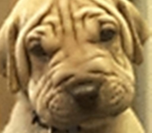 <br /> ¿Quieres enviar la foto de tu mascota? Hazlo aquí <br />