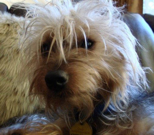 <br /> ¿Quieres enviar la foto de tu mascota? Hazlo aquí <br />