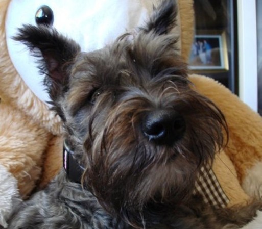 <br /> ¿Quieres enviar la foto de tu mascota? Hazlo aquí <br />