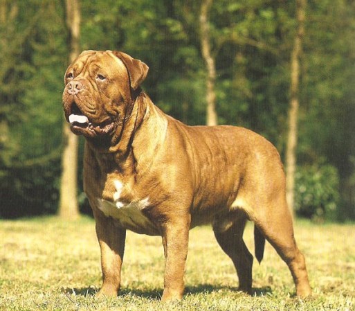 Dogo de Burdeos