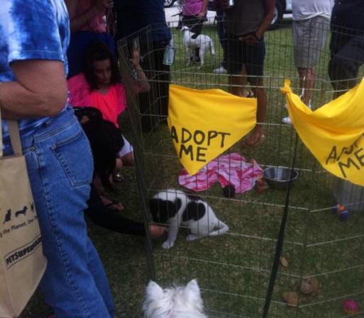 Los interesados tuvieron la oportunidad de adoptar cachorros.